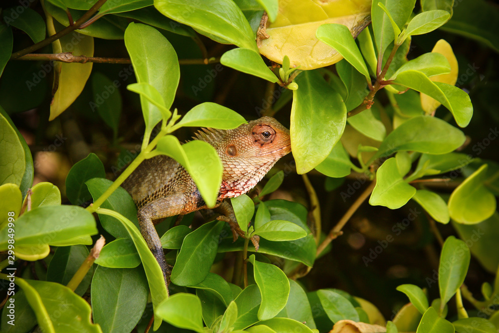 frog on leaf frog on leaf