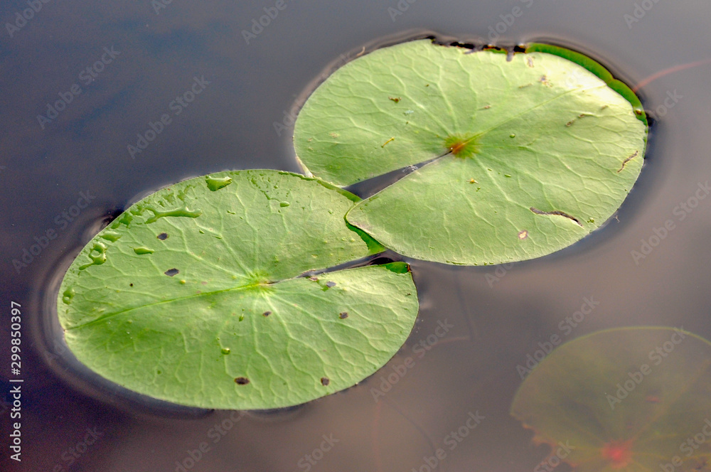 Two water lilies with a blurred background appear as two faces kissing, and represent the concept of love, lovers and togetherness. Two water lilies with a blurred background appear as two faces kissing, and represent the concept of love, lovers and togetherness.