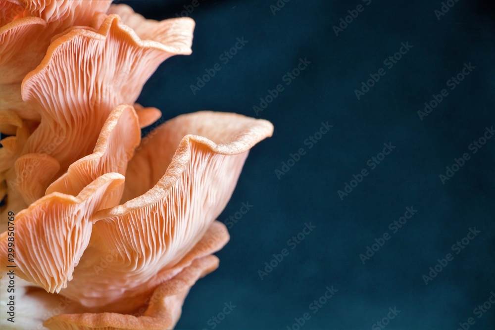 Pink mushroom harvested at home Pink mushroom harvested at home