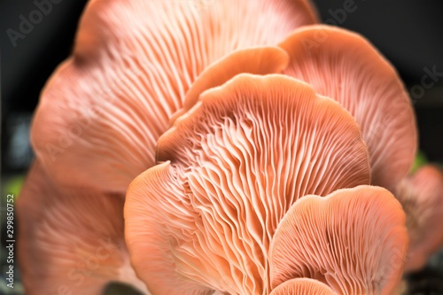 A pink oyster mushroom in a close up