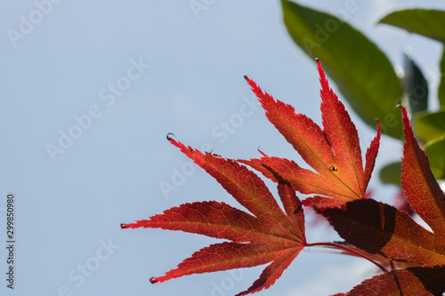 Japanese maple tree leaves photographed closely. Red colored leaves.