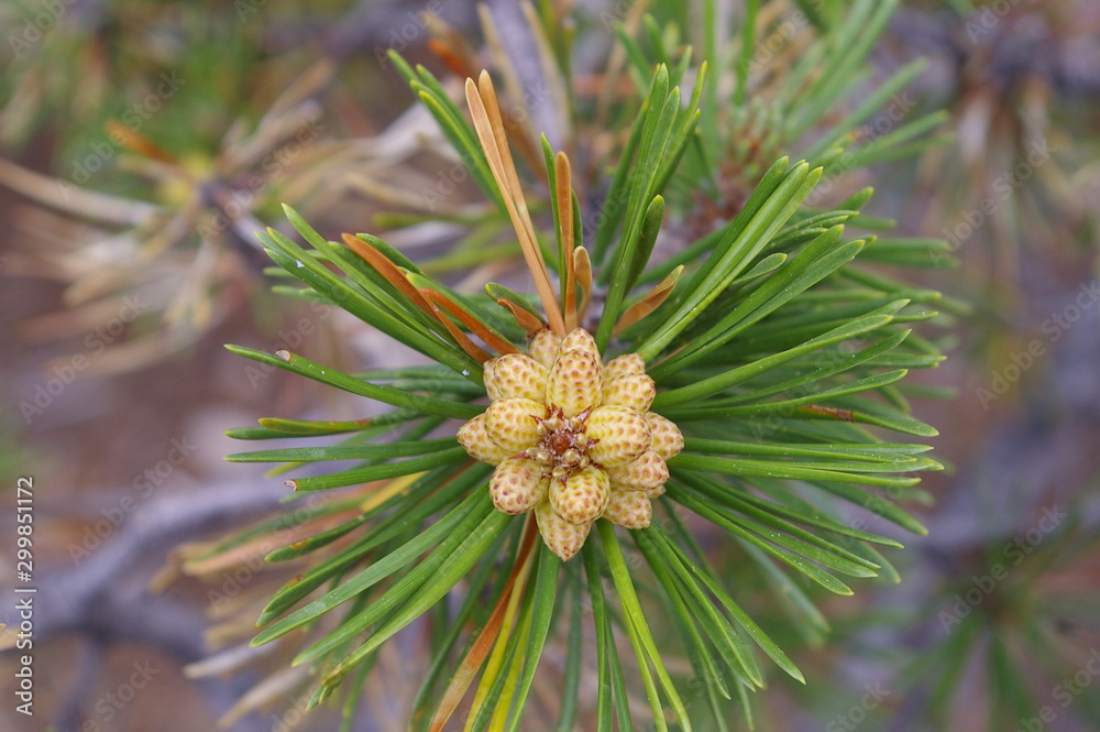 Budding Spring Growth Budding Spring Growth