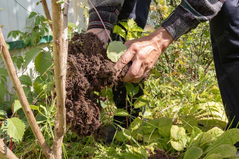 A causasian man planting a tree in garden, he takes soil by his hands and loosen the ground A causasian man planting a tree in garden, he takes soil by his hands and loosen the ground