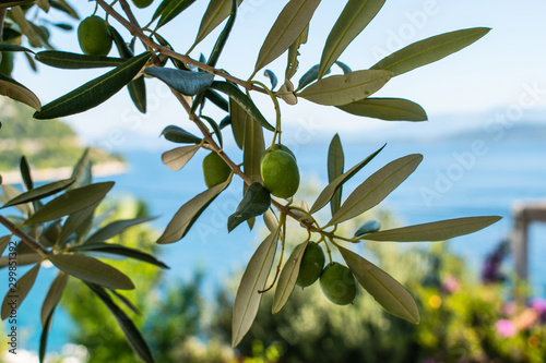 Green olive branch on the sea background.