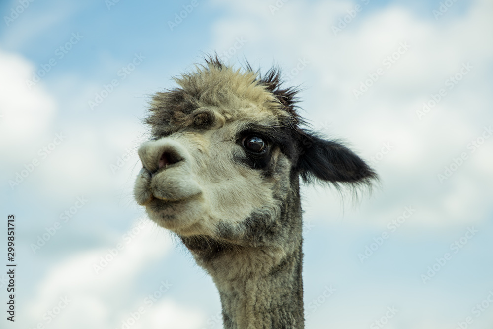 Fototapeta premium Alpaca Farm