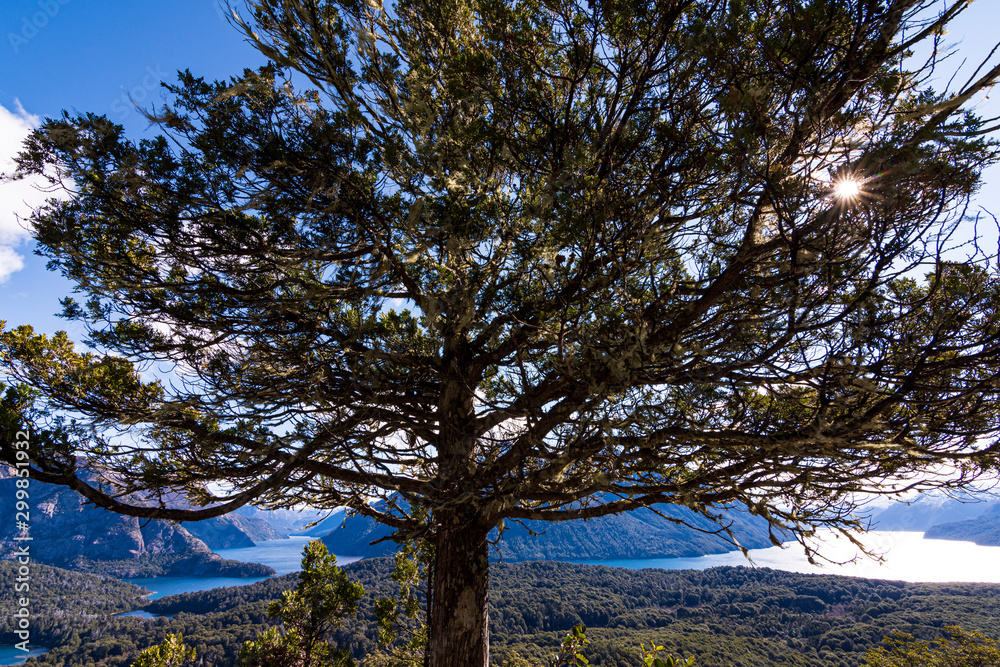 Close up view of a Coihue tree against mountains and lake in Nahuel Huapi National Park, Bariloche, Patagonia, Argentina