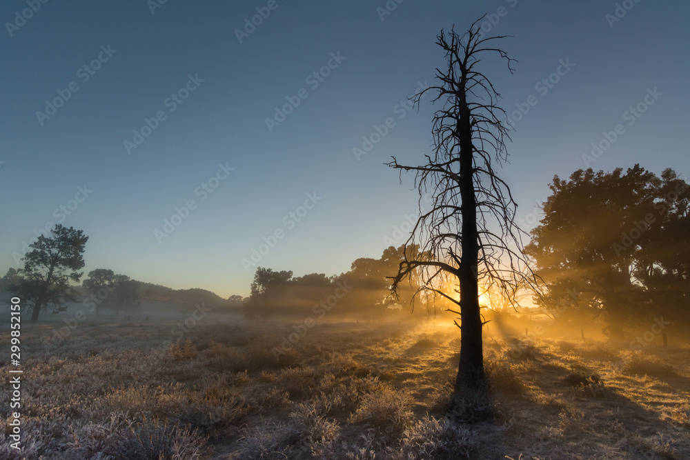 Tree silhouette at sunrise with frosted ground, Australian outback landscape backlit.