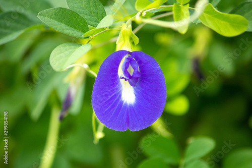 チョウマメ（蝶豆、Clitoria ternatea、藍胡蝶）、バタフライピー、美容に良い青いお茶の原料