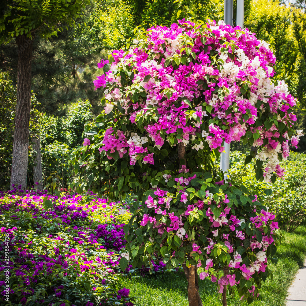 Traditional Chinese City Garden Park.