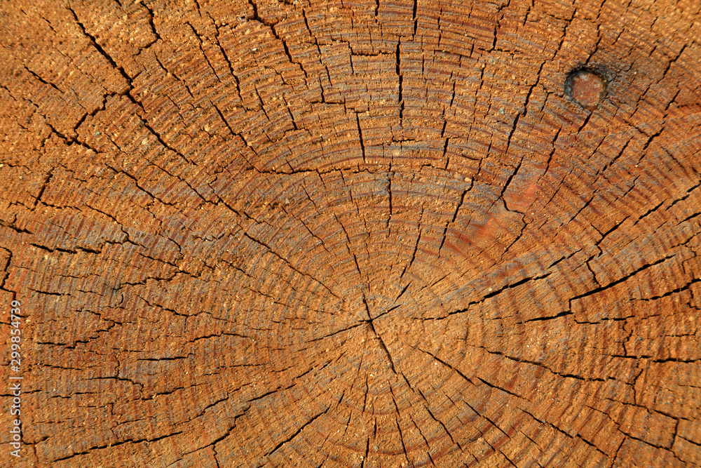 Fototapeta premium Tree rings and cracks