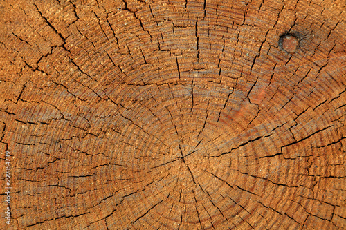 Tree rings and cracks