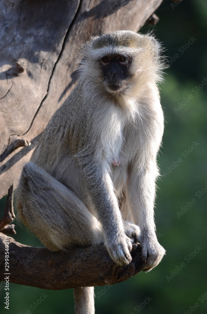 A vervet monkey perches in a tree by the Chobe River in Botswana.