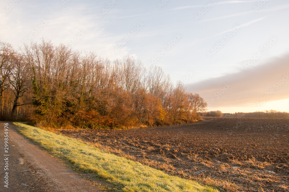 Fototapeta premium champ