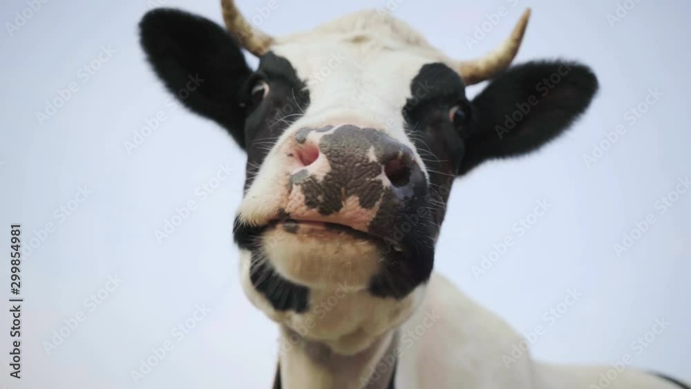 Closeup of a cow's face. The cow is chewing. 4K