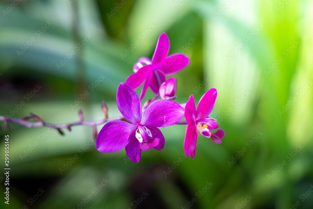 The background image of the colorful flowers The background image of the colorful flowers