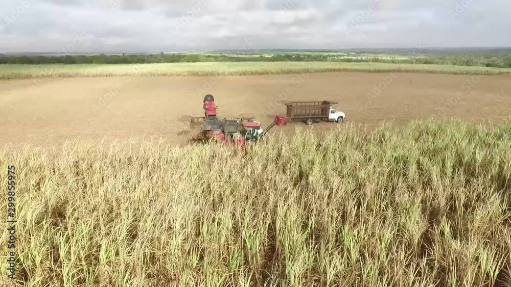 Sugarcane Machinery Harvesting on Plain Agricultural Field, Cinematic Pull Up Aerial View Sugarcane Machinery Harvesting on Plain Agricultural Field, Cinematic Pull Up Aerial View