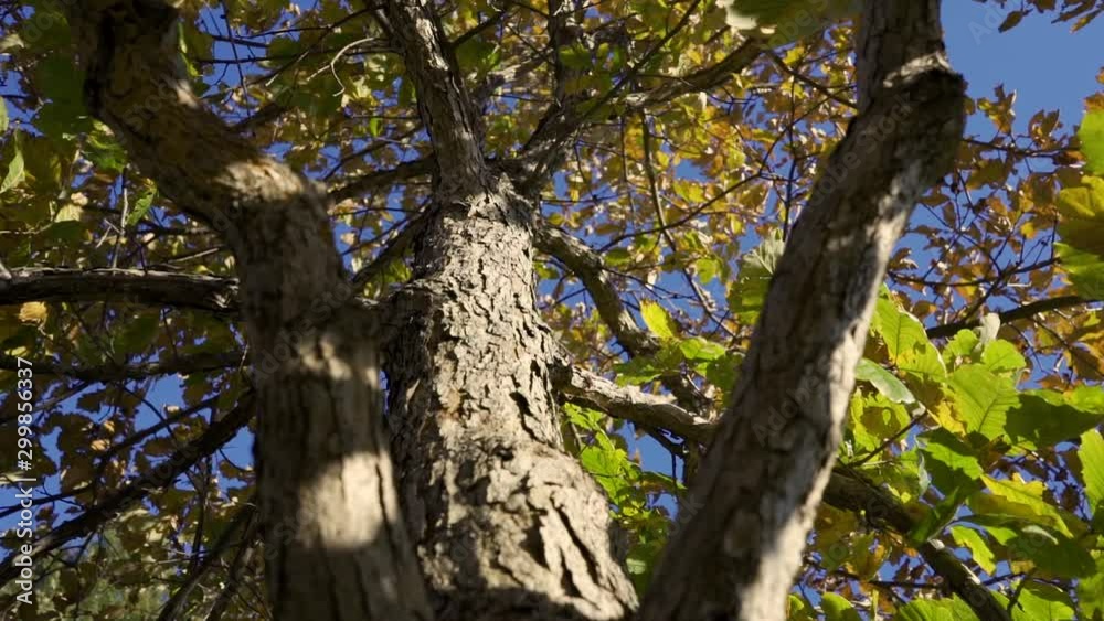 Creative cinematic Slow motion movement up and along tree trunk while rotating and spinning during the daytime golden hour sunset Creative cinematic Slow motion movement up and along tree trunk while rotating and spinning during the daytime golden hour sunset