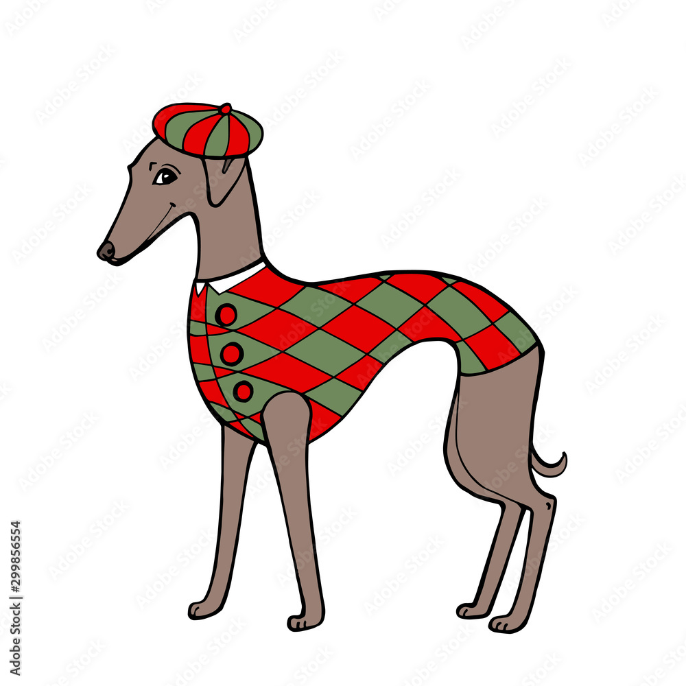 Obraz premium Breed dog - Whippet. Hand draw isolated on a white background. Vector illustration.