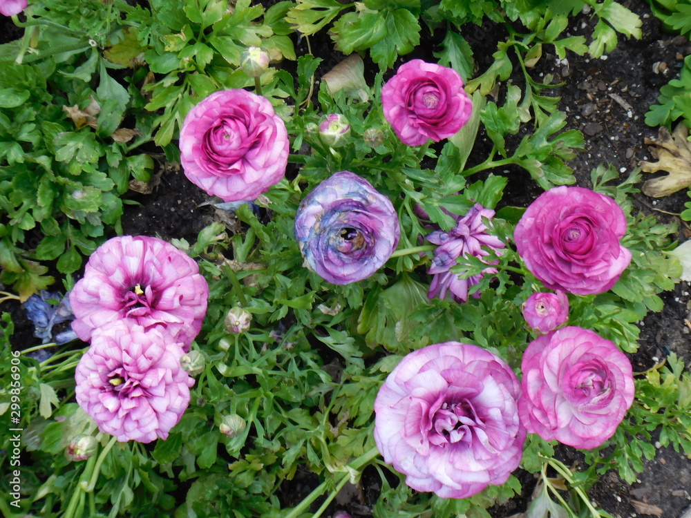 VARIOUS FLOWERS VARIOUS FLOWERS