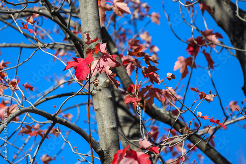 Leaves fading in the autumn, Brossard, Quebec, Canada photo