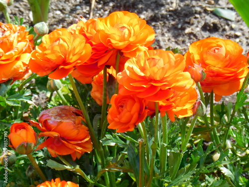 VARIOUS FLOWERS 