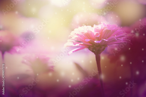 Fresh pink zinnia flowers and soft blurred beautiful nature for background. Selective focus.