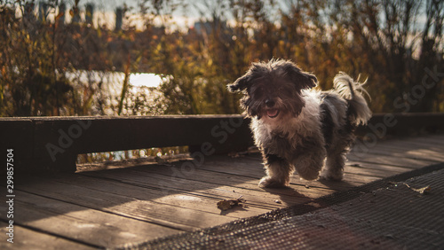 Havanese Dog playing In Autumn Fall Leaves