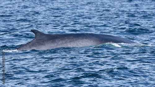 A finback whale surfaces in the Atlantic revealing its long back and curved dorsal fin.