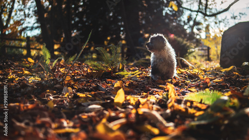 Havanese Dog playing In Autumn Fall Leaves