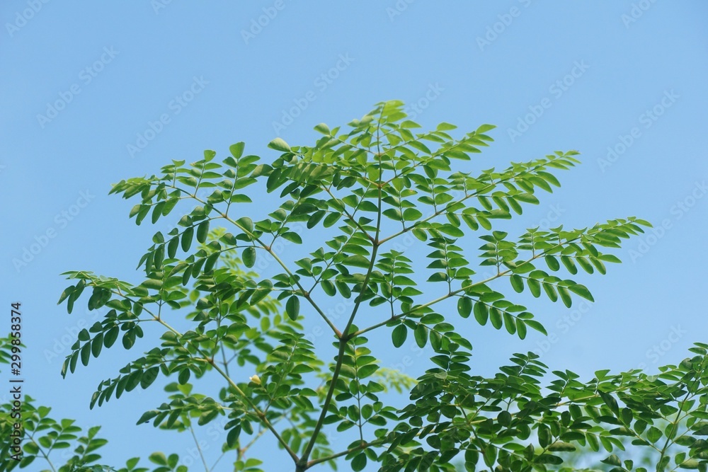 Obraz premium fresh green Moringa oleifera plant in nature garden
