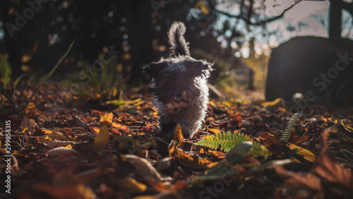 Havanese Dog playing In Autumn Fall Leaves
