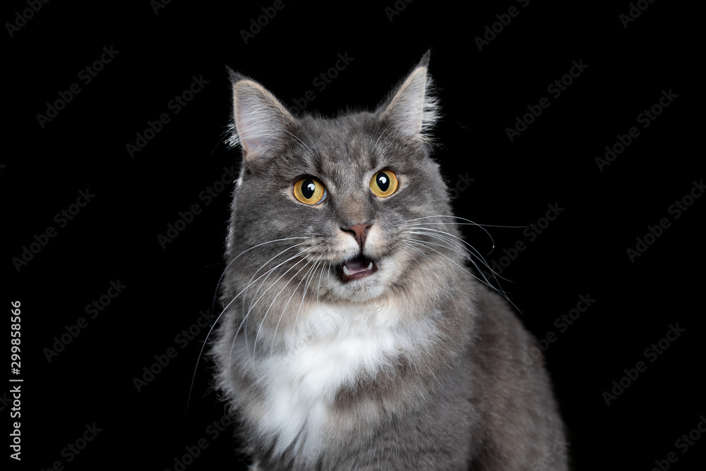 studio portrait of a young blue tabby white maine coon cat looking at camera with open mouth meowing isolated on black background