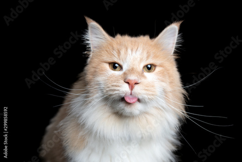 cream tabby maine coon cat studio portrait in front of black background sticking out tongue looking at camera