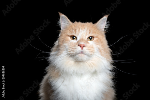 studio portrait of a cream tabby maine coon cat looking at camera isolated on black background