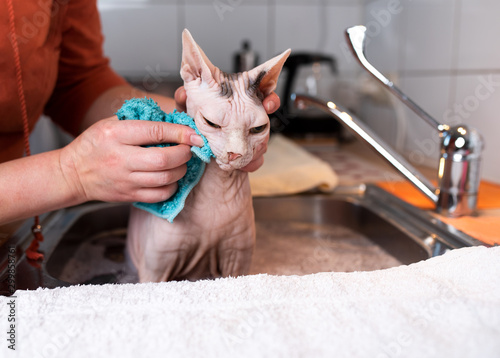 Foto displeased hairless sphynx cat getting washed by owner taking a bath in the kitc