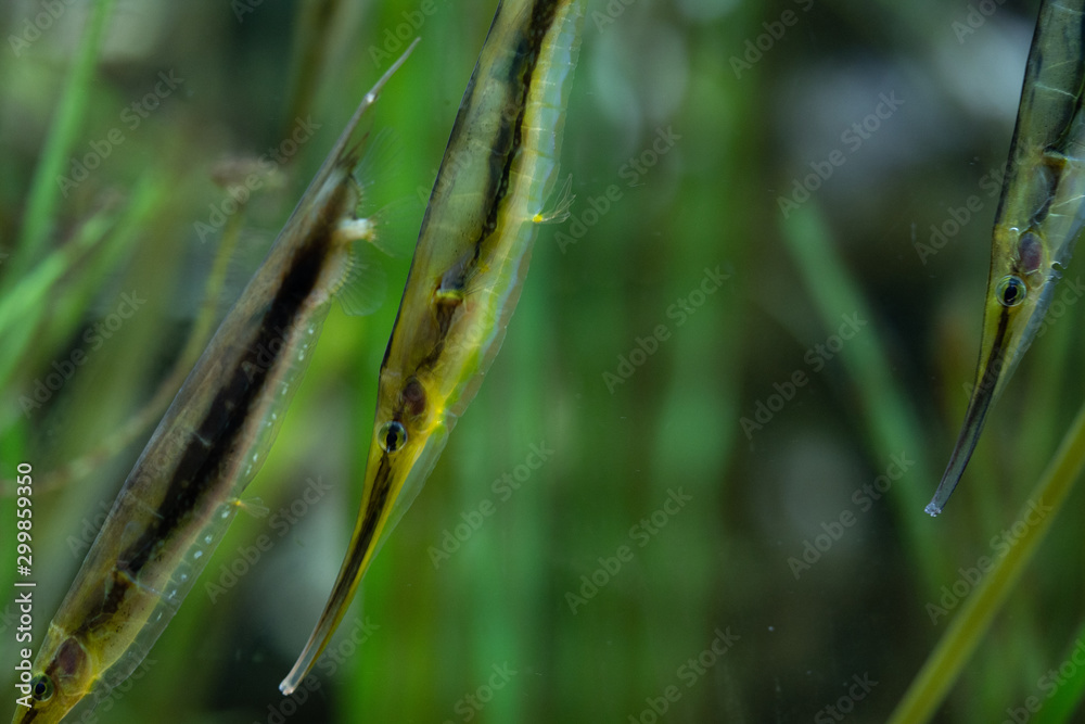Syngnathidae fish swimming with the flow Syngnathidae fish swimming with the flow