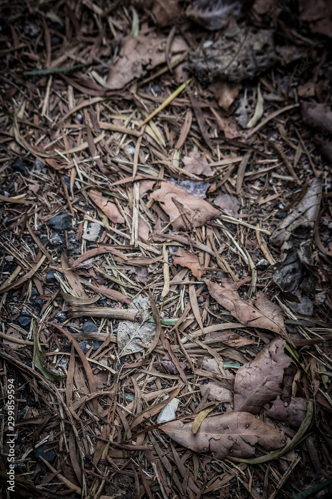 dead leaves background dead leaves background