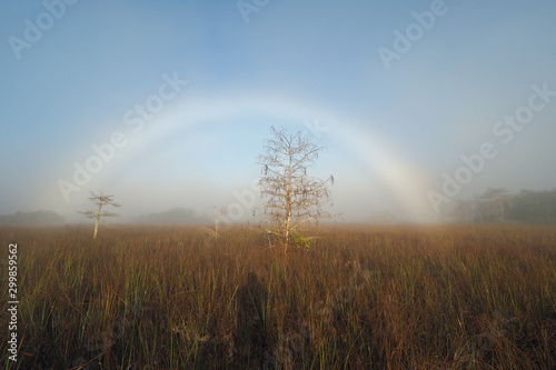Fog and fogbow over sawgrass prairie in Everglades National Park, Florida on early winter morning.