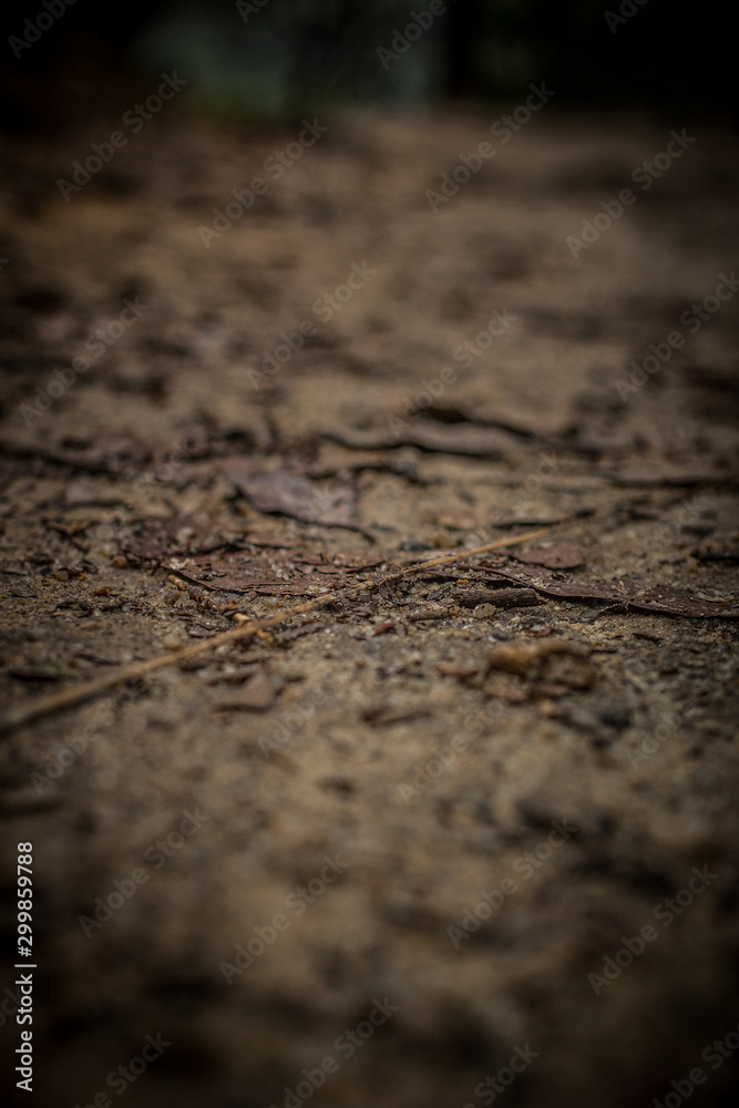 dead leaves background dead leaves background