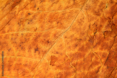 Fotografie tobacco leaves