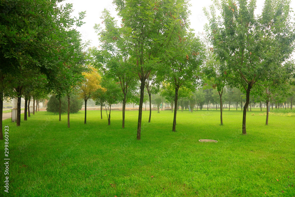 trees and grass in the park