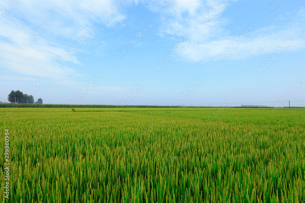 rice field