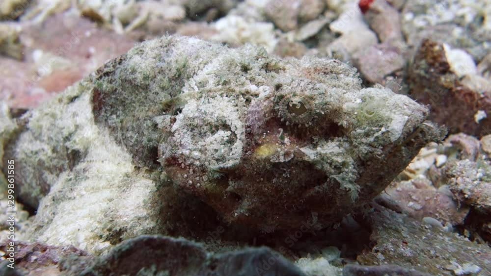 Incredibly well-camouflaged scorpionfish sits motionless while hunting for prey; extreme close up. Incredibly well-camouflaged scorpionfish sits motionless while hunting for prey; extreme close up.