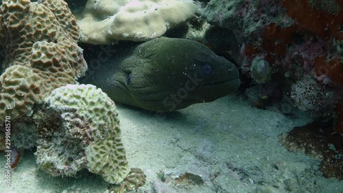 Wallpaper Mural Large adult giant moral eel hides in a coral reef patiently waiting for prey; close up. Torontodigital.ca