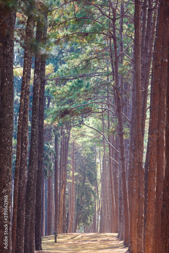 Walk way in the pine forest