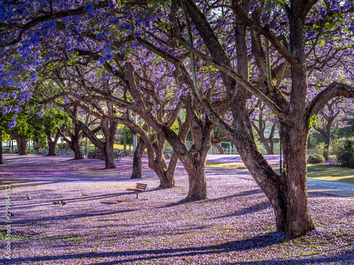 Konstfotografi Parkland Jacaranda Trees