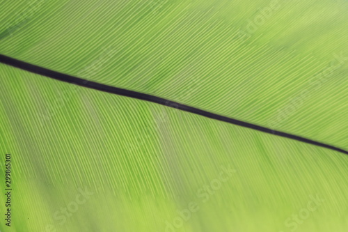 Green leaves in nature background.