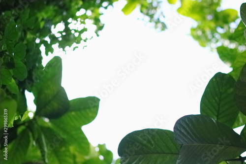 Green leaves in nature background.