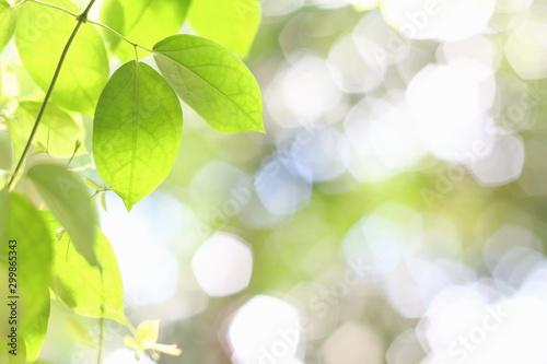 Green leaves in nature background.