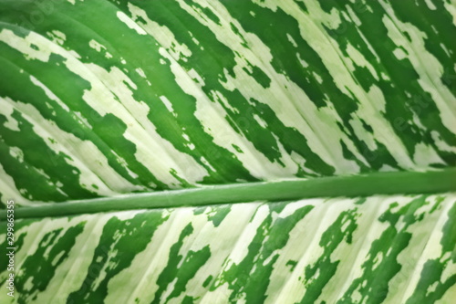 Green leaves in nature background.